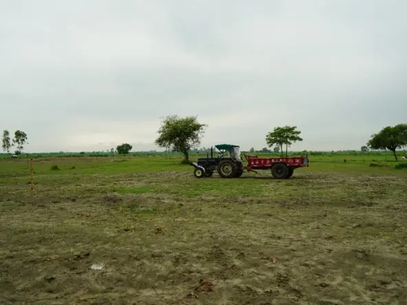 Sandalwood plantation